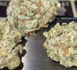 versace og