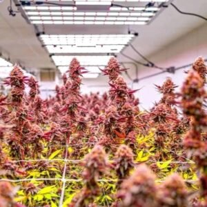 WEED (Canabis) PLANT