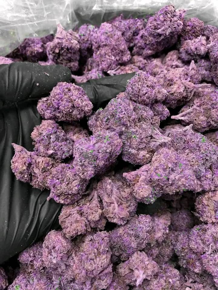 Purple Haze - Image 2