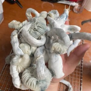 Psychedelics (mushrooms)