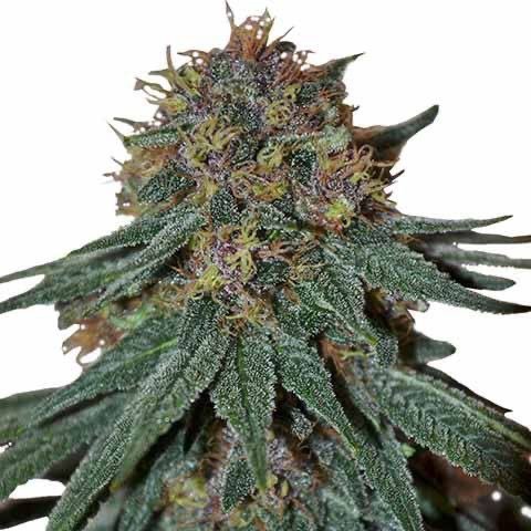 Feminized Purple Haze - Image 3