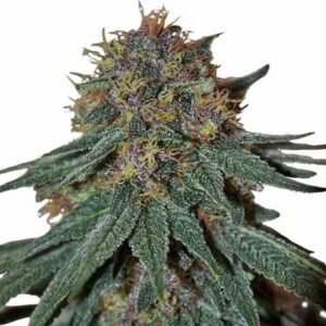 Feminized Purple Haze