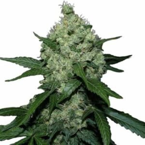 Super Skunk Feminized