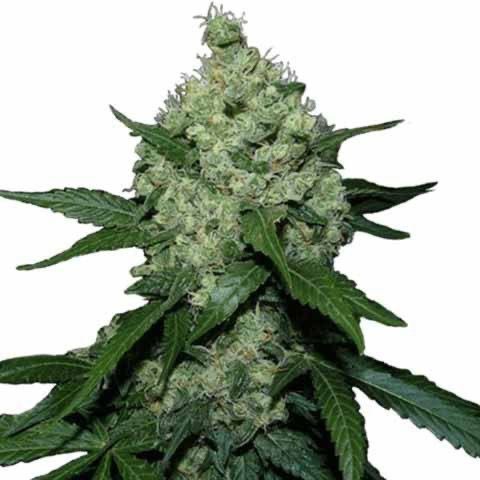 Super Skunk Feminized