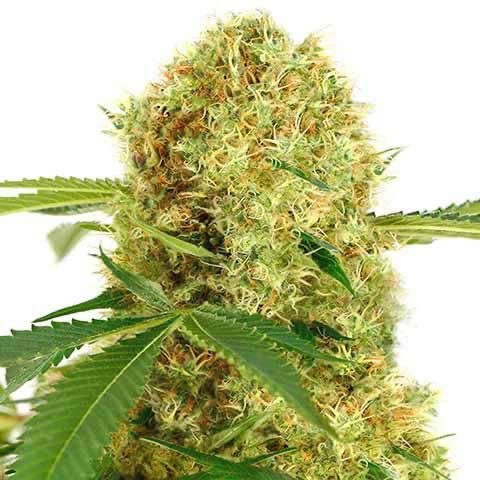 Feminized White Widow - Image 2