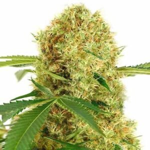 Feminized White Widow