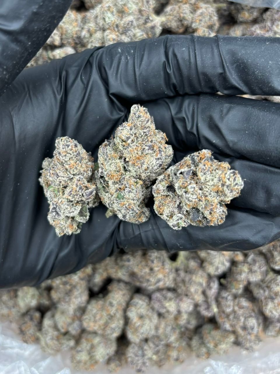 PRIVATE DANCE 🏆🏀BALLER BAG
✅INSANE NOSE
✅HEAVY INDICA
✅STICKY FROSTY 🥶
✅SMALL BATCH LIVING SOIL